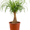Beaucarnea recurvata, Stamm (20), im 19cm Topf, Hhe 50cm, Breite 30cm