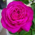 Beetrose Heidi-Klum-Rose , Rosa 'Heidi-Klum-Rose'