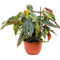 Begonia 'Maculata', im 22cm Topf, Hhe 70cm, Breite 50cm