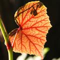 Begonia grandis ssp. evansiana