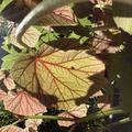 Begonia grandis ssp. evansiana 