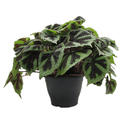 Begonia masoniana 'Iron Cross', im 26cm Topf, Hhe 40cm, Breite 35cm