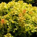 Berberis thunbergii 'Golden Nugget'