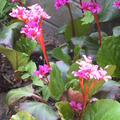 Bergenia cordifolia 'Abendglut' 