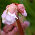 Bergenia Hybride 'Baby Doll'