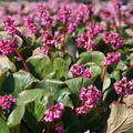 Bergenia cordifolia 'David'