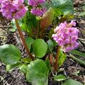 Bergenia cordifolia 'David', Bergenia cordifolia 'David'