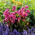 Bergenia cordifolia 'Flirt'