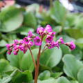 Bergenia cordifolia 'Winterglut'