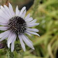 Berkheya purpurea, Distelbl�ttrige Purpuraster, Staude, trockenvertr�glich