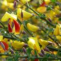 Cytisus scoparius Andreanus Splendens Ginster Blüten