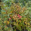 Birkenblttrige Spiere 'Tor Gold', Spiraea betulifolia 'Tor Gold'