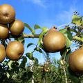 Am Baum hngende Birnen des Birnbaumes Uta