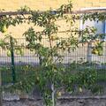 Birne 'Williams Christ', Pyrus communis