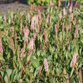 Persicaria affinis 'Donald Lowndes' (Bistorta)