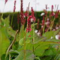 Bistorta amplexicaulis Speciosum, Kerzenknterich, Kerzen Knterich, Schlangenknterich, Schlangen Knterich