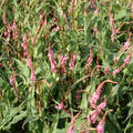 Bistorta amplexicaulis 'Pink Elephant' (S)