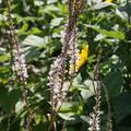 Bistorta amplexicaulis 'Album'