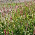 Bistorta amplexicaulis 'Rosea' 