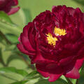 Paeonia Black Star, Pfingstrose, Pfingstrosen 