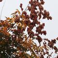 Blasenbaum, Lampionbaum 'Coral Sun' - Grossstrauch, Koelreuteria paniculata 'Coral Sun'