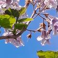 Blauglockenbaum, Chinesischer Blauglockenbaum, Kaiserbaum, Paulownia tomentosa