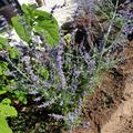 Blauraute 'Blue Spire', Perovskia atriplicifolia 'Blue Spire'