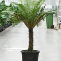 Blechnum gibbum (90-110), Stamm, im 32cm Topf, Hhe 120cm, Breite 75cm