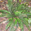 Blechnum spicant