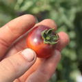 Heirloom Tomate 'Blue Berry' (Solanum lycopersicum)