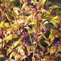 callicapa dichotoma issai im Herbst