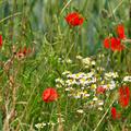 Blumen- und Kruterwiese, Blumen- und Kruterwiese