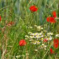 Blumen- und Kruterwiese, Blumen- und Kruterwiese