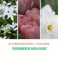 Blumenzwiebel Lasagne 'Erdbeer Mousse' mit Sternhyazinthe 'Alba', Darwin Tulpe 'Mystic van Eijk', Grosskronige Narzisse 'White Plume'