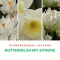 Blumenzwiebel Lasagne ?Buttermilch mit Zitrone?, Tulipe ,gefllte Tulpe Tacoma, Narziisse Narcissus 'Tacoma', Crocus vernus 'Jeanne d'Arc', Krokus 