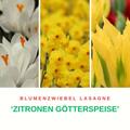 Blumenzwiebeln, Blumenzwiebel-Lasagne mit Botanischer Krokus 'Ard Schenk', Narzisse Jonquilla 'Kokopellii', Viridiflora Tulpe 'Green Mile'
