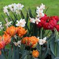 Blumenzwiebel Mix 'Osterfeuer', Blumenzwiebelmischung, Narcissus jonquilla Narzisse Jonquilla 'Bell Song? Tulpe Tulipa Gefllte Tulpe ?Red Princess?, Gefllte Tulpe ?Orange Princess?, Grossblumiger Krokus (Crocus vernus) 'Jeanne d'Arc'' , 