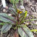 Blutampfer 'Salared', Rumex sanguineus 'Salared'