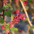 Blutjohannisbeere, Zierjohannisbeere 'RedHope', Ribes sanguineum