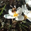 Botanischer Krokus 'Ard Schenk', Crocus chrysanthus 'Ard Schenk'