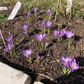 Botanischer Krokus 'Zwanenburg', Crocus etruscus 'Zwanenburg'