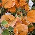 Bougainvillea 'California Sunset