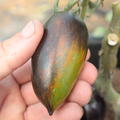 Heirloom Tomate 'Brad's Atomic Grape' (Solanum lycopersicum)