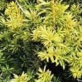 Taxus baccata 'Golden Nugget'