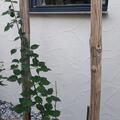 Brombeere Navaho The Big Easy, Rubus fruticosus