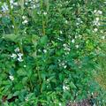 Brombeere Original Navaho, Rubus fruticosus