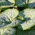 Brunnera macrophylla 'Sea Heart' (S)