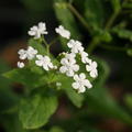 Brunnera macrophylla 'Betty Bowring'