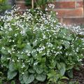 Brunnera macrophylla 'Mr. Morse' (S)