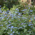 Brunnera macrophylla